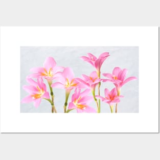 Pink Lily Flowers Posters and Art